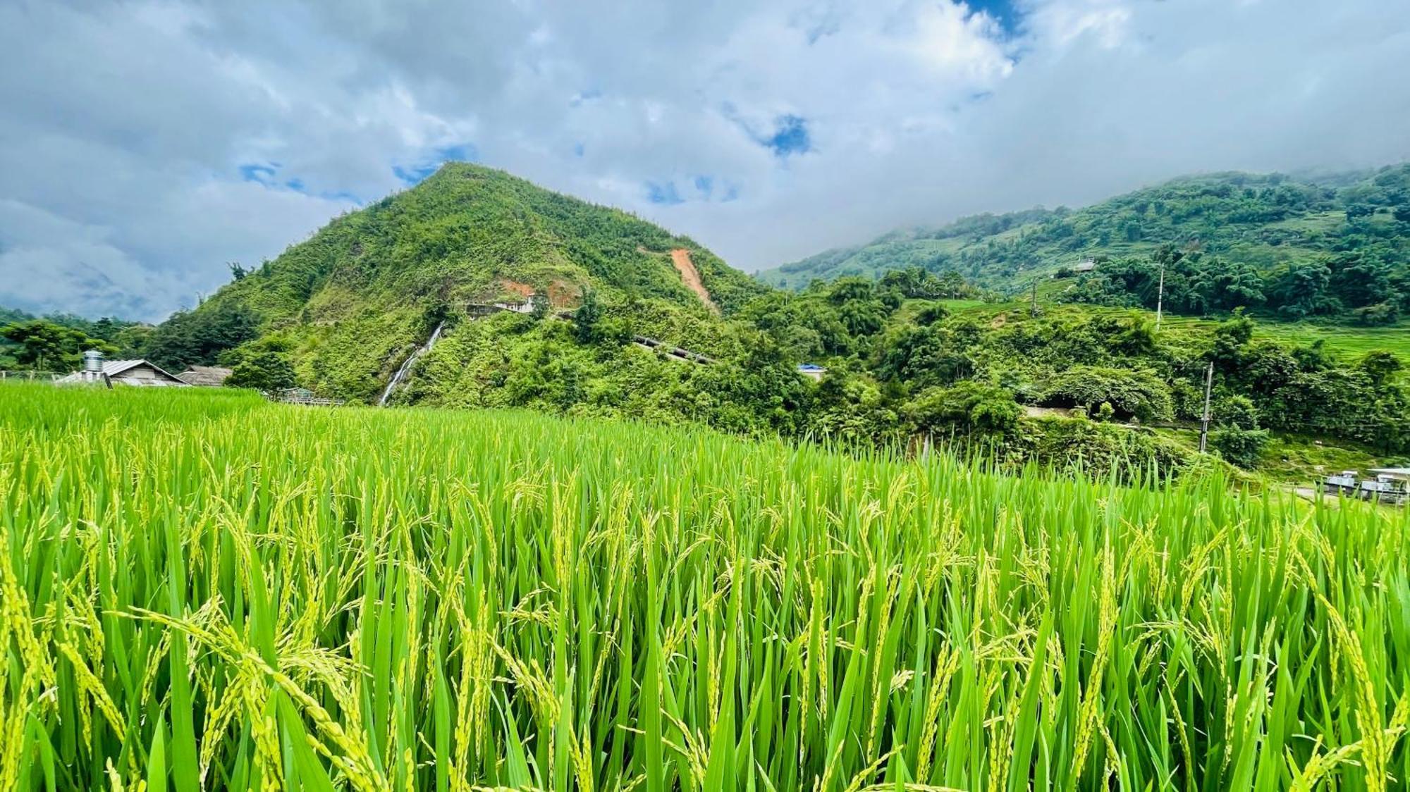 Хостел Eco Rice Fields House Шапа Экстерьер фото